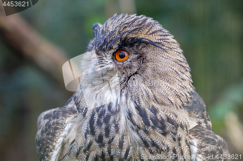 Image of Portrait of a large eurasian eagle-owl