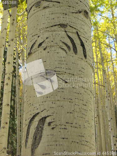 Image of Aspen Tree