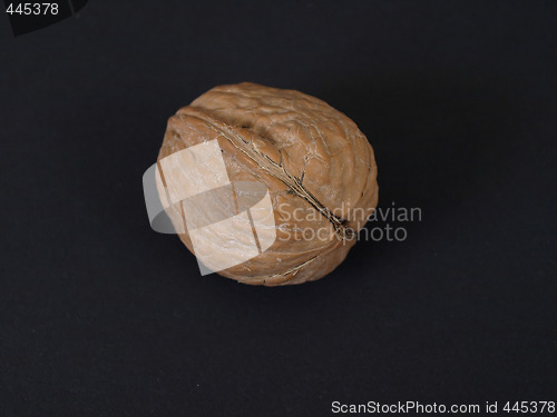 Image of Single Walnut