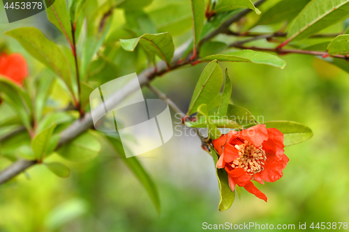 Image of Pomegranate