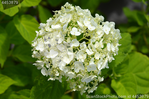 Image of Smooth hydrangea