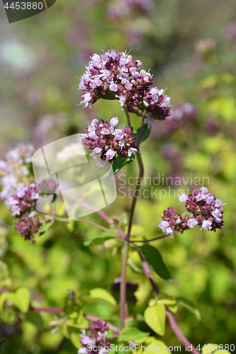 Image of Oregano flowers