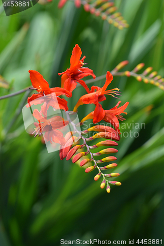 Image of Montbretia Lucifer