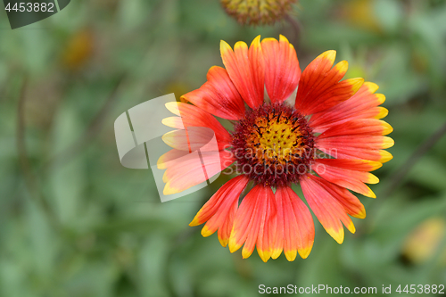 Image of Blanket flower