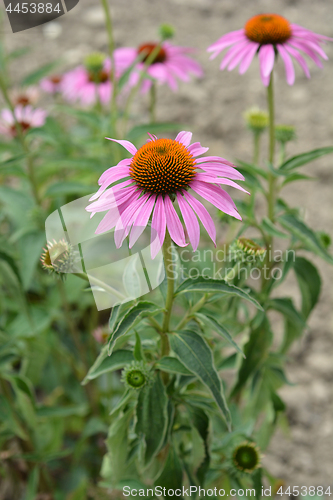 Image of Bright Star purple coneflower