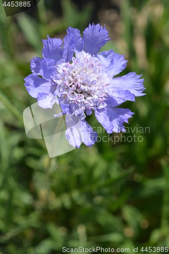 Image of Caucasian pincushion flower