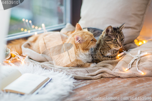 Image of two cats lying on window sill with blanket at home