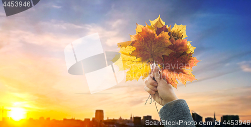 Image of hand with autumn maple leaves over sunset in city