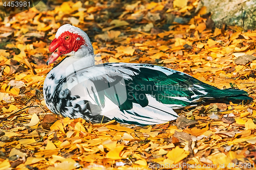 Image of Resting Muscovy Duck