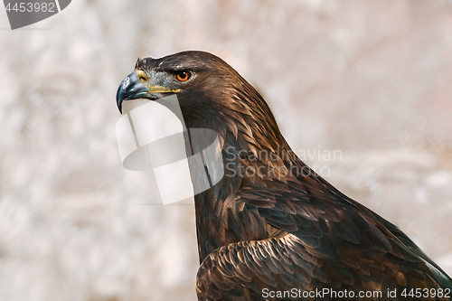 Image of Portrait of Eagle