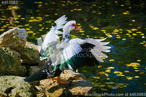 Image of Muscovy Duck on the Shore
