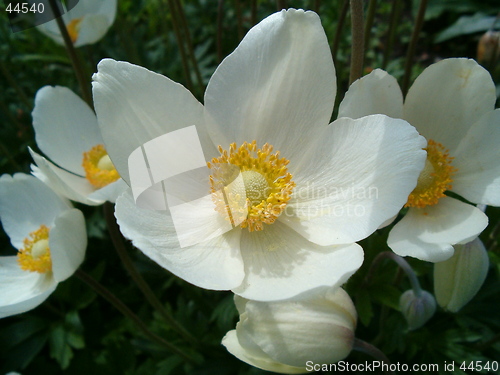 Image of Wood Anemone (by breeding)