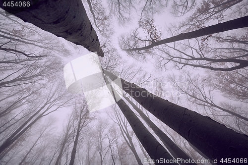 Image of Autumn Forest Fog