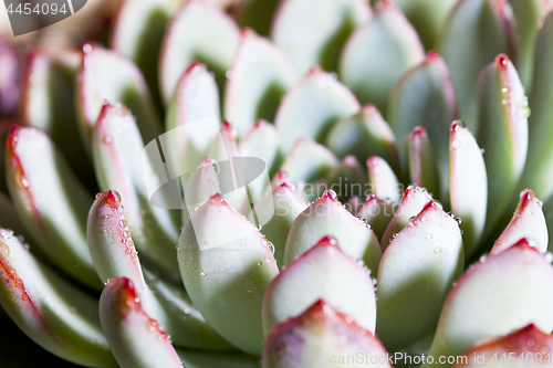 Image of Succulent or cactus with water drops