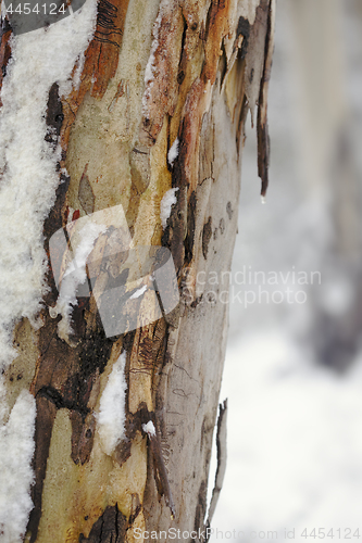 Image of Colourful Australian gum tree bark in winter