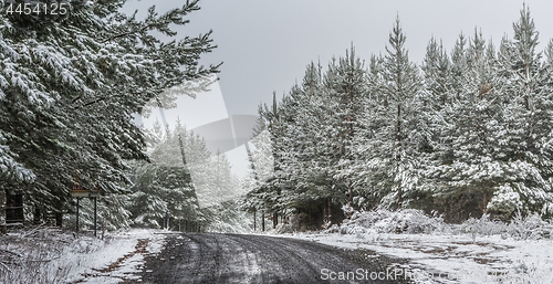 Image of Snow falling in state pine forest in early winter