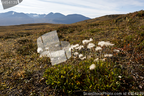 Image of Flowers in autumn mountains. Northern Sweden