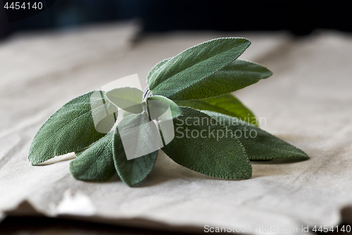 Image of Fresh sage twig with leaves