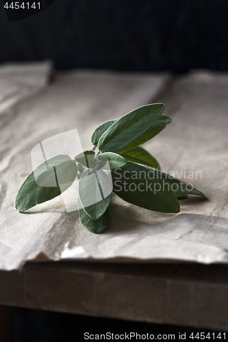 Image of Fresh sage twig with leaves