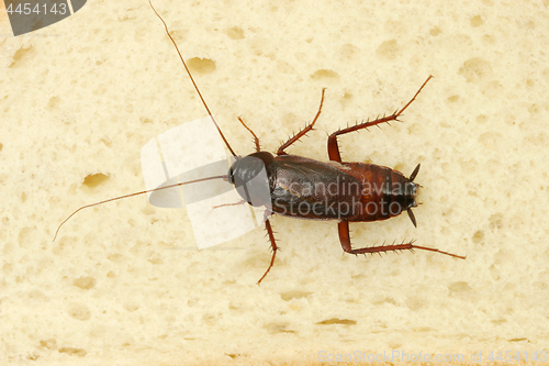 Image of Cockroach Crawling On Slice Of Bread