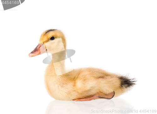 Image of Cute newborn duckling