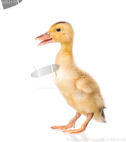 Image of Cute newborn duckling