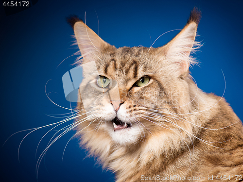 Image of Portrait of Maine Coon cat