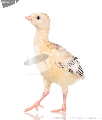 Image of Little chicken turkey