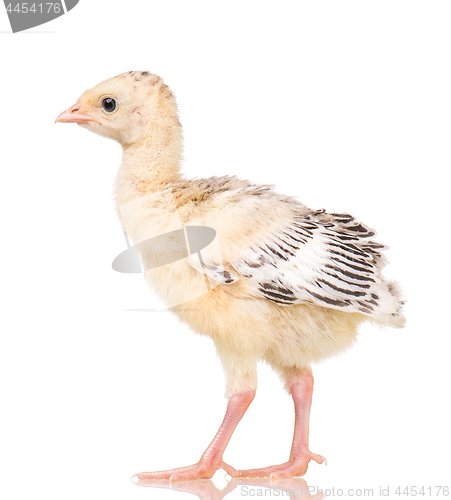 Image of Little chicken turkey