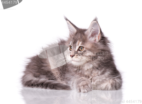 Image of Maine Coon kitten on white