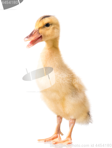 Image of Cute newborn duckling