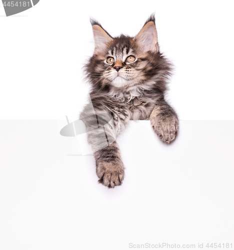 Image of Maine Coon kitten with blank