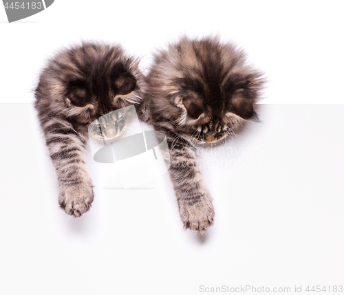 Image of Maine Coon kitten with blank