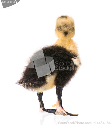 Image of Cute newborn duckling