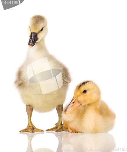 Image of Cute newborn gosling and duckling