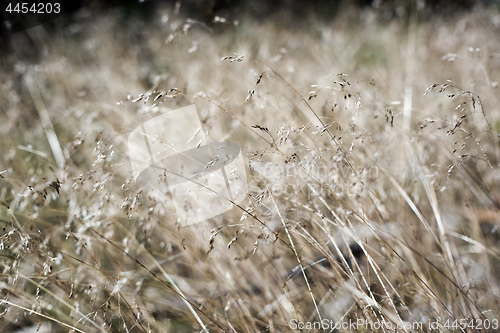 Image of Grass in autumn forest