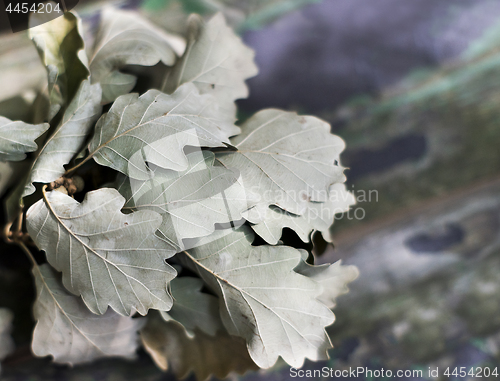 Image of Twig with oak leaves. Background