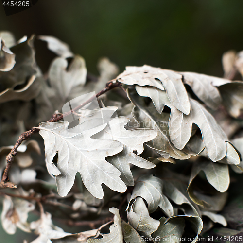 Image of Autumn oak leaves. Background