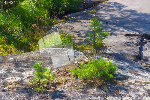 Image of Small Pines Growing On The Rocks