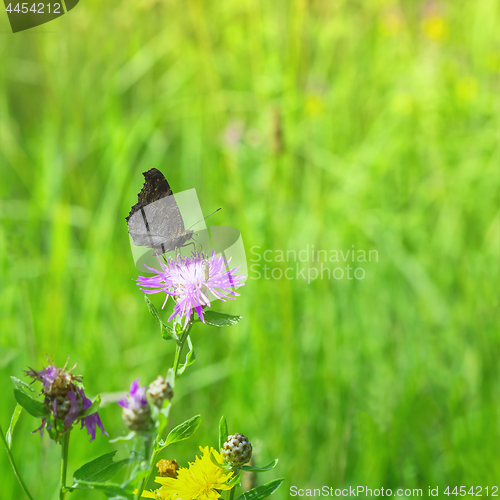 Image of Peacock Butterfly Sitting On A Meadow Flower