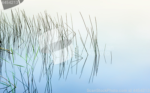 Image of Graphical Sea Grass Reflecting In The Mirror Water