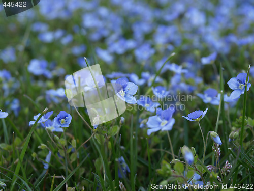 Image of Forget Me Nots