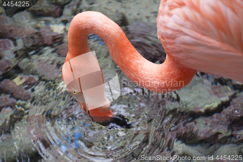 Image of Flamingo