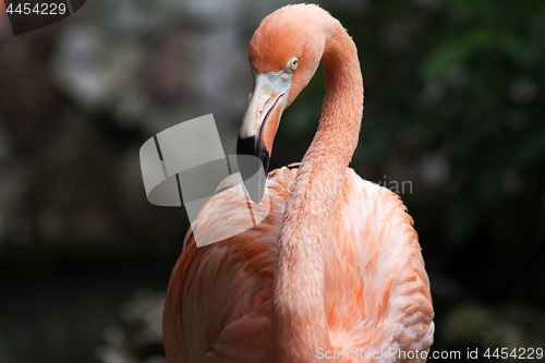 Image of Flamingo