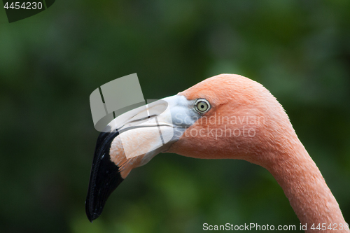 Image of Flamingo