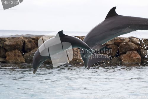 Image of Dolphin