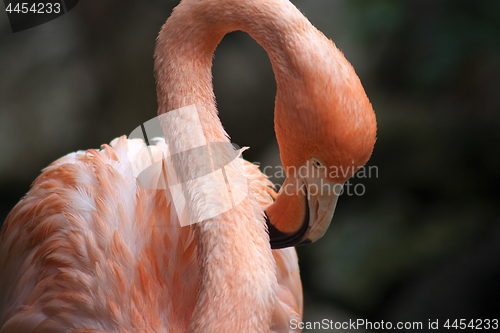 Image of Flamingo