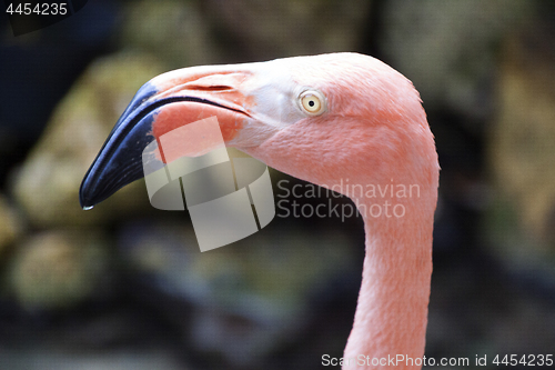 Image of Flamingo