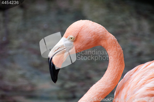 Image of Flamingo