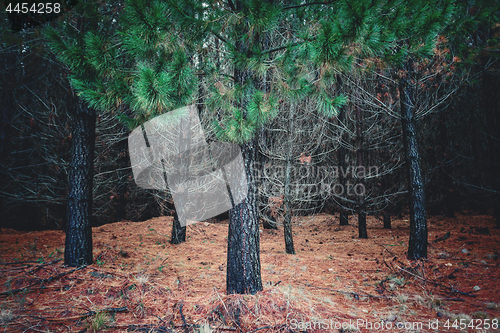 Image of Cluster of pine trees and a bed of dry pine needles